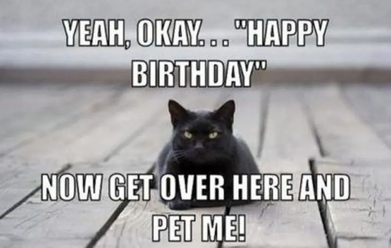Funny Cat Happy Birthday Cat Memes