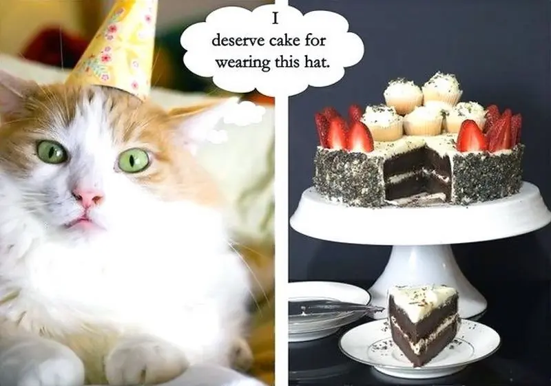 Funny Cat Happy Birthday